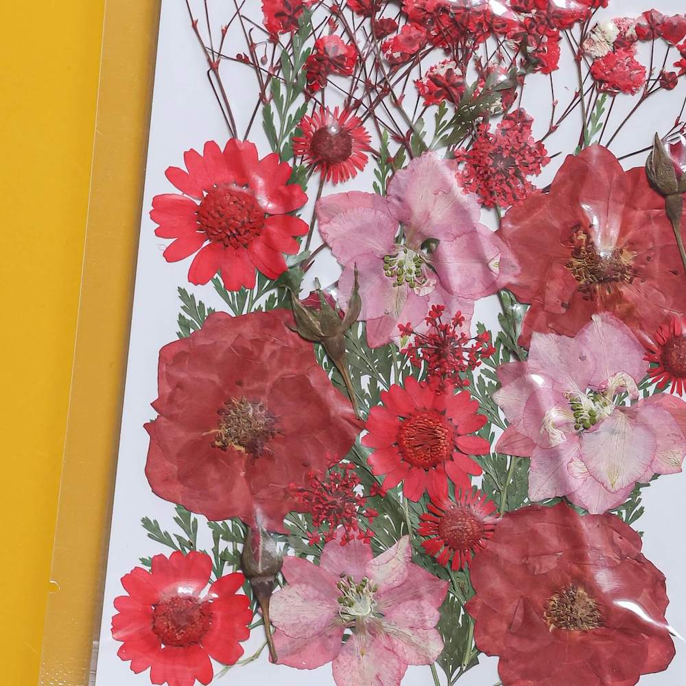 fleurs-pressee-rouge