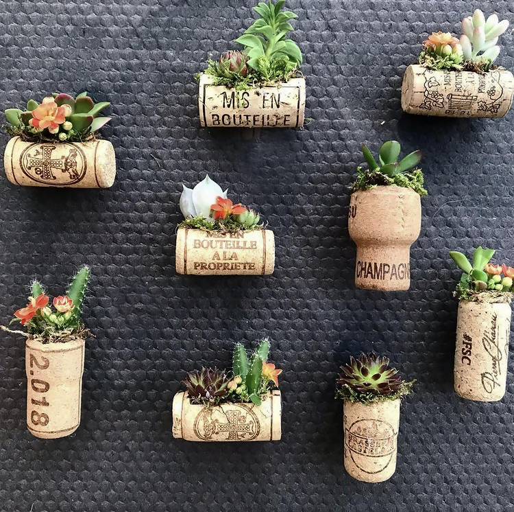 BOUCHONS EN LIEGE SUCCULENTES
