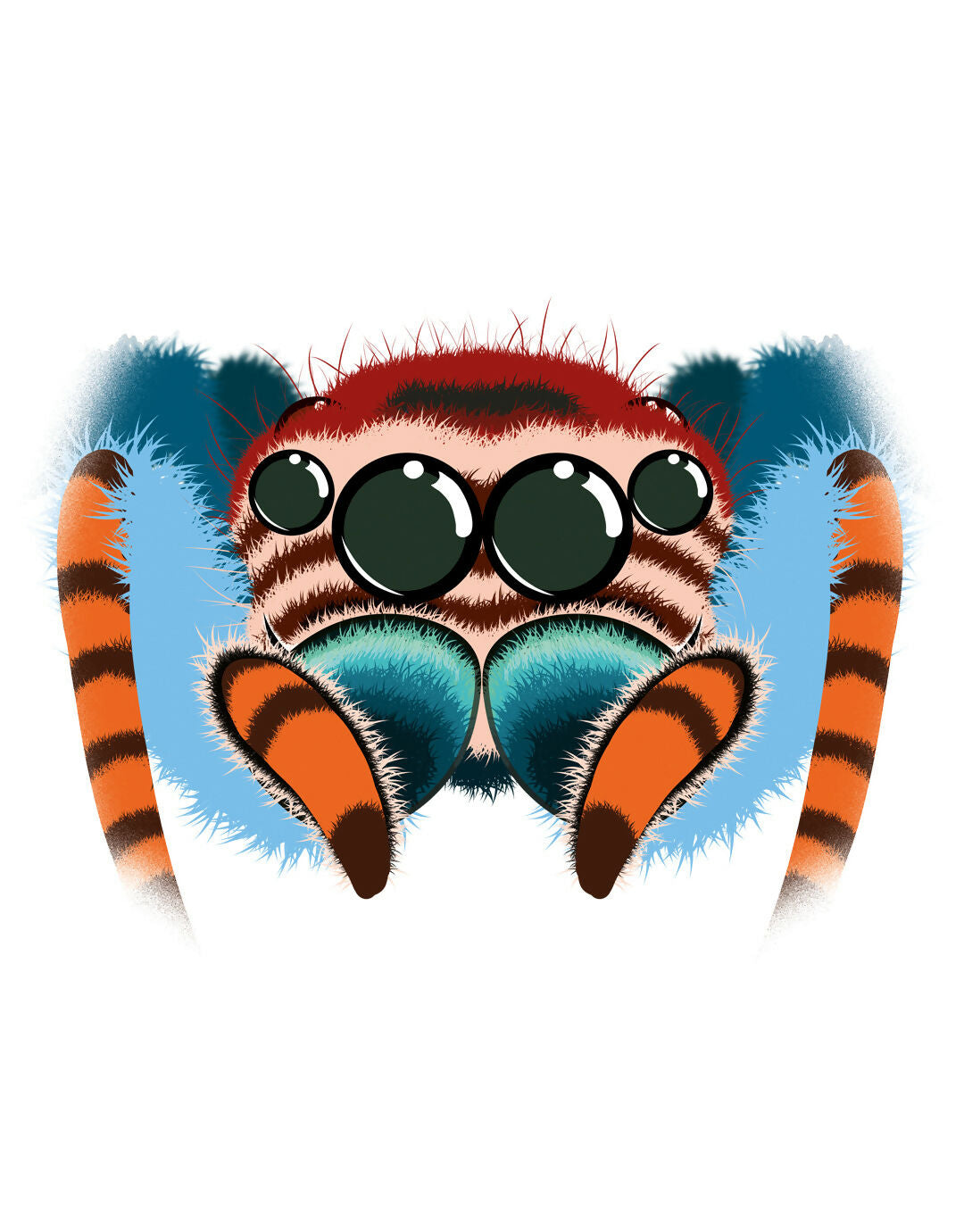 araignée