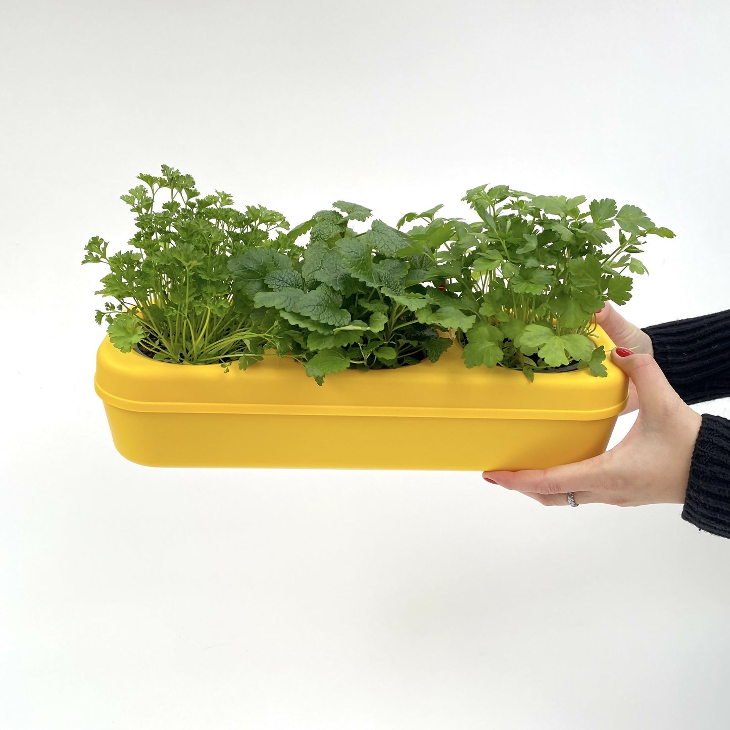 Pbox Potager Urbain Jaune avec Carottes,Blette, Roquette