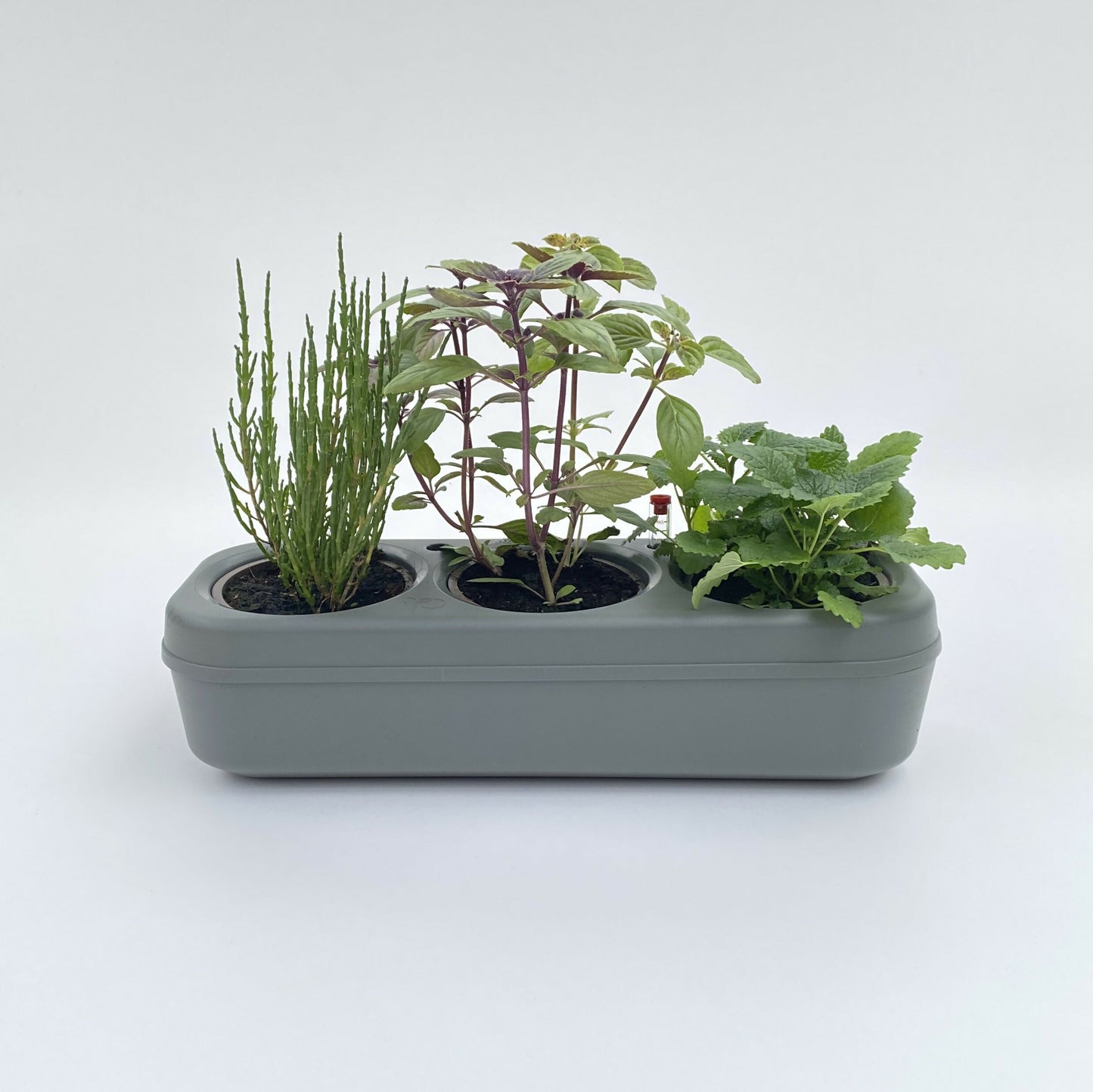Pbox Potager Urbain Gris avec Basilic, Persil, Coriandre