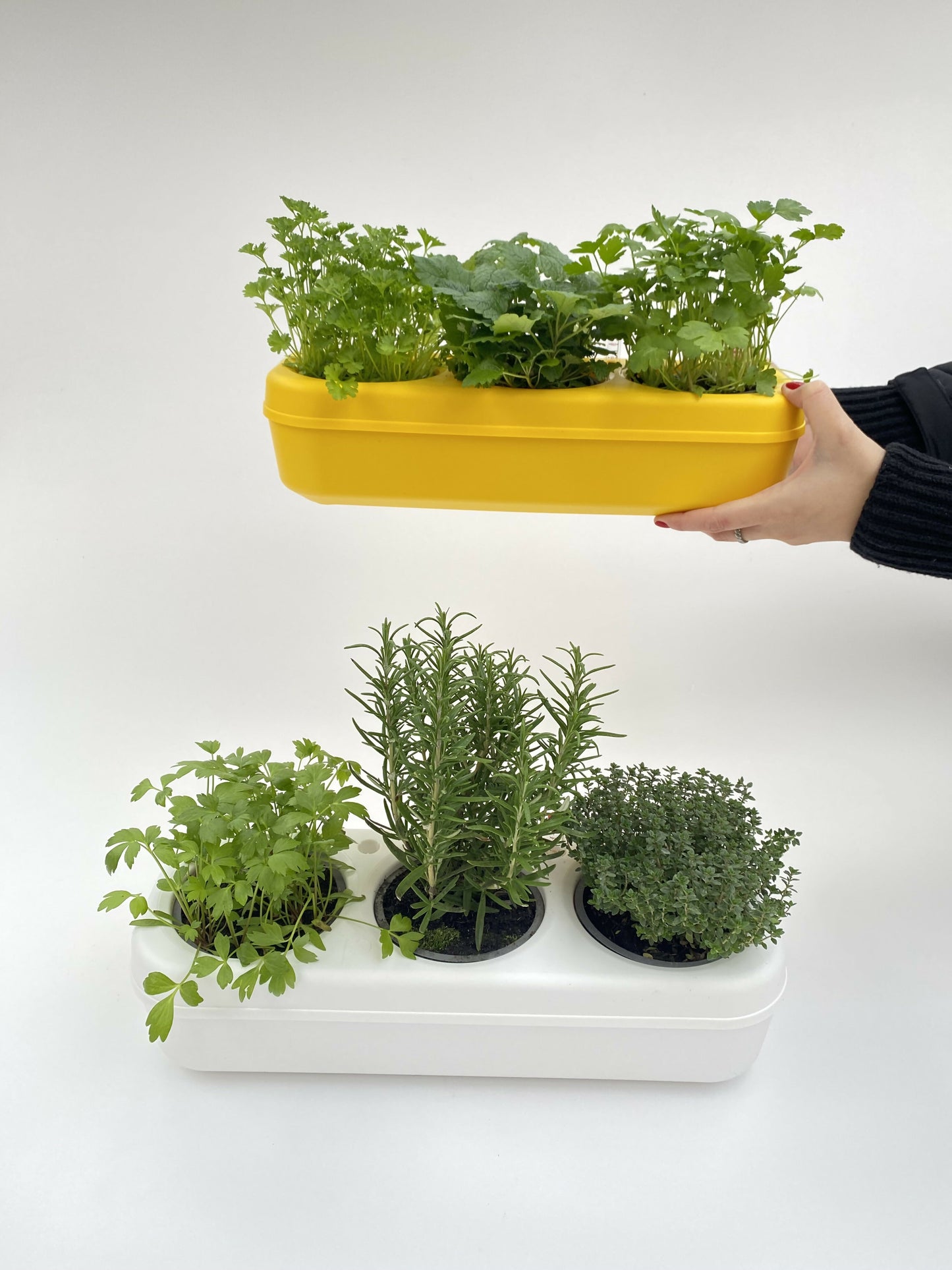Pbox Potager Urbain Jaune avec Carottes,Blette, Roquette