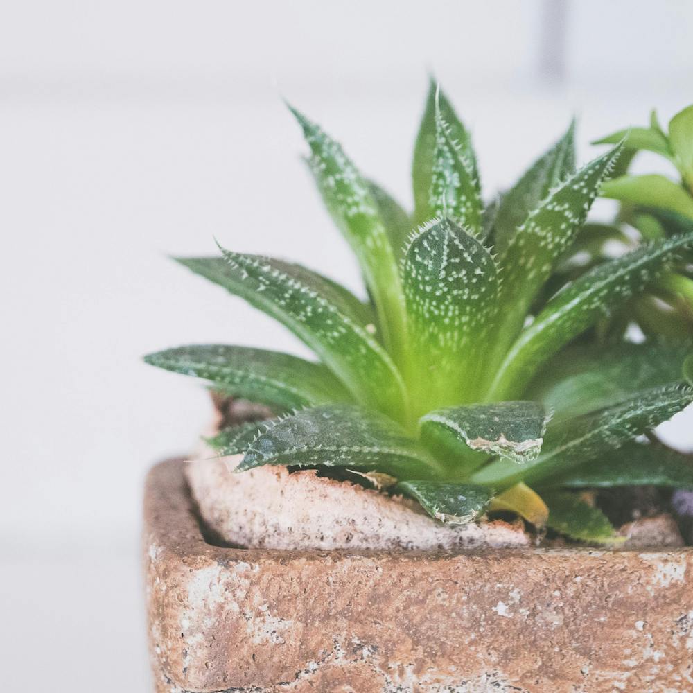Product Image-1