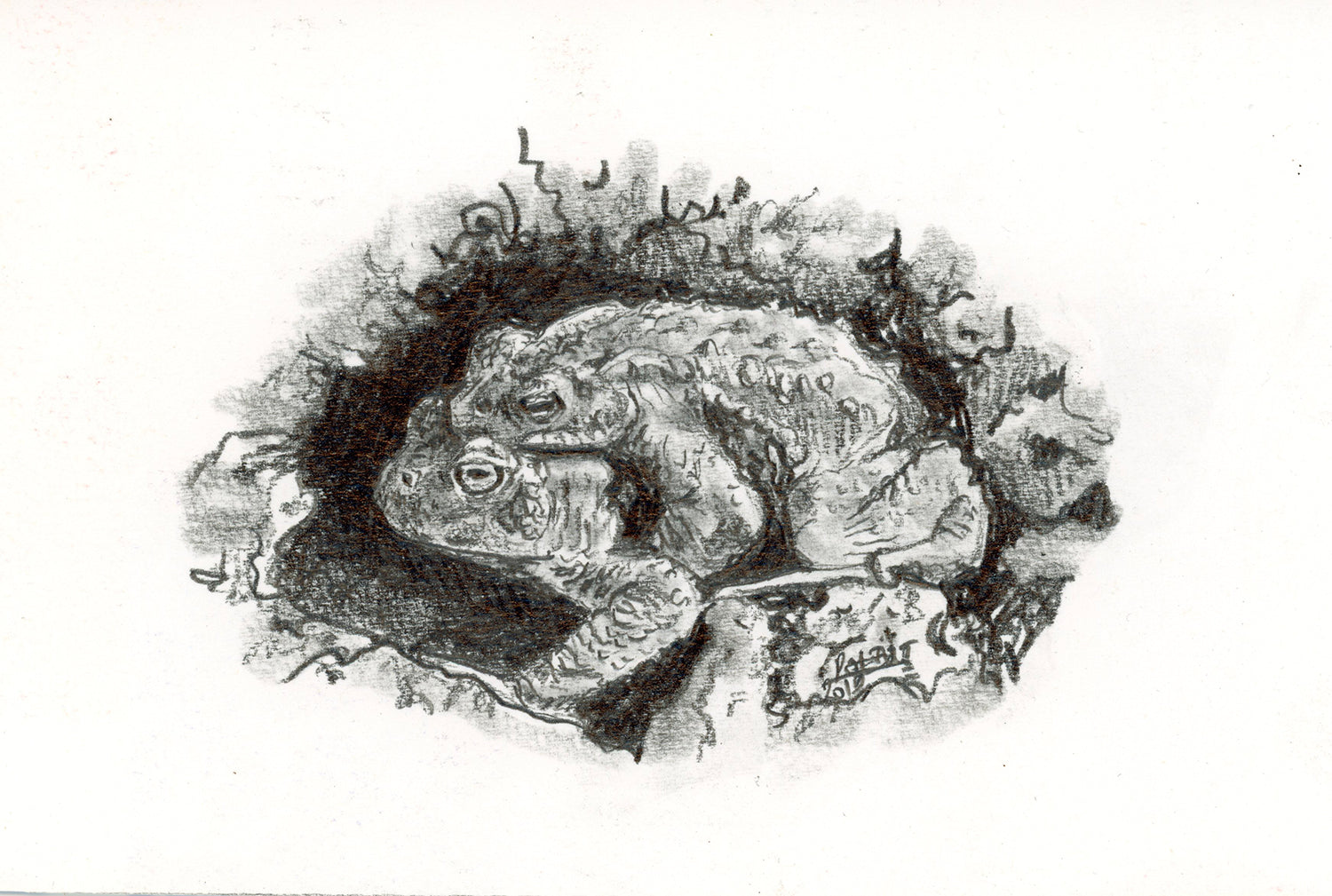 Crapauds communs_amplexus