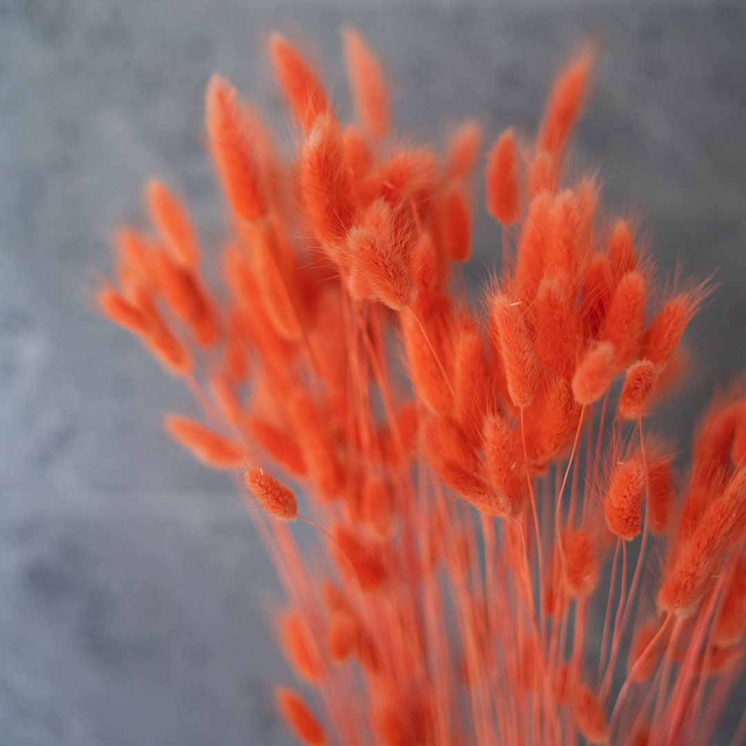 Orange Lagurus Bunch