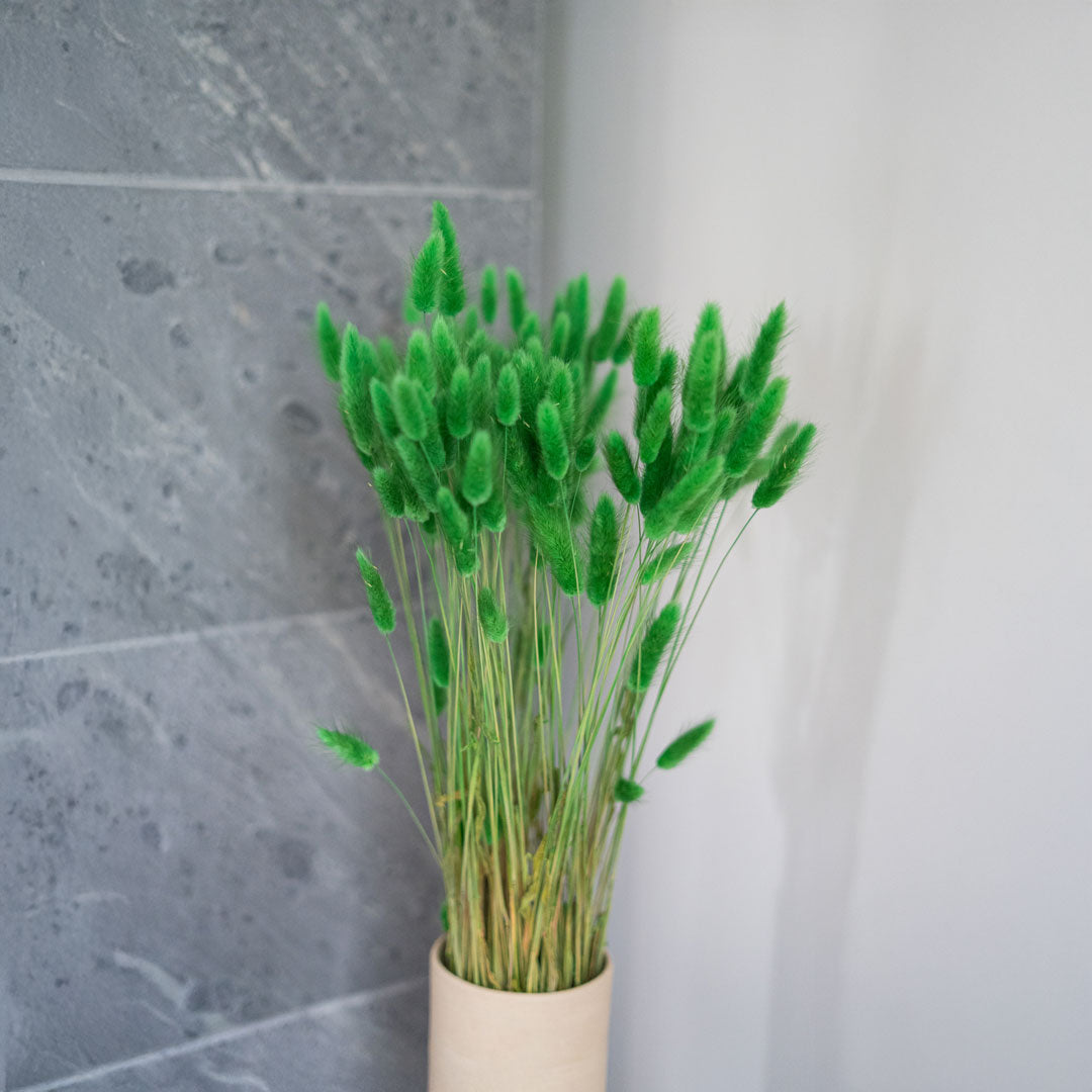 Bunch of Green Lagurus
