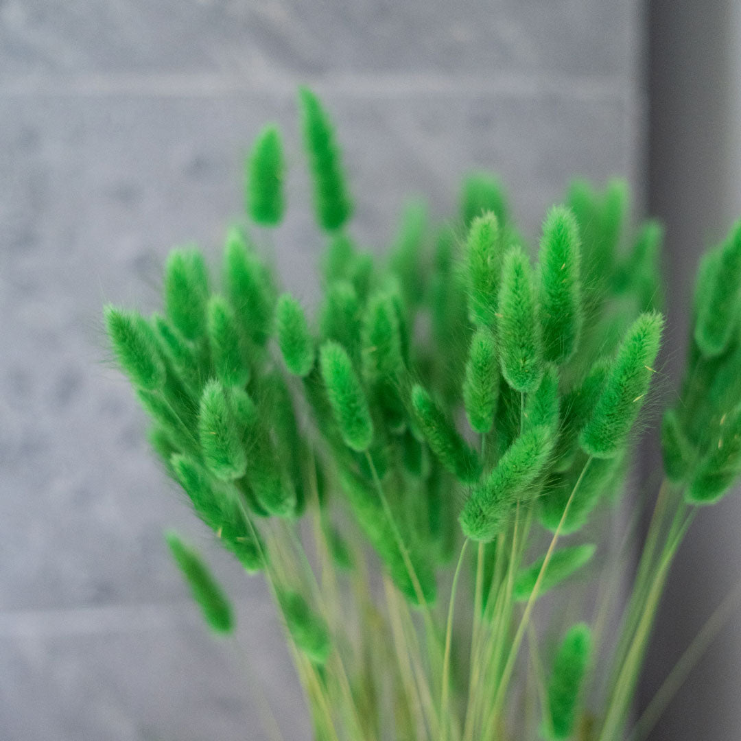 Bunch of Green Lagurus