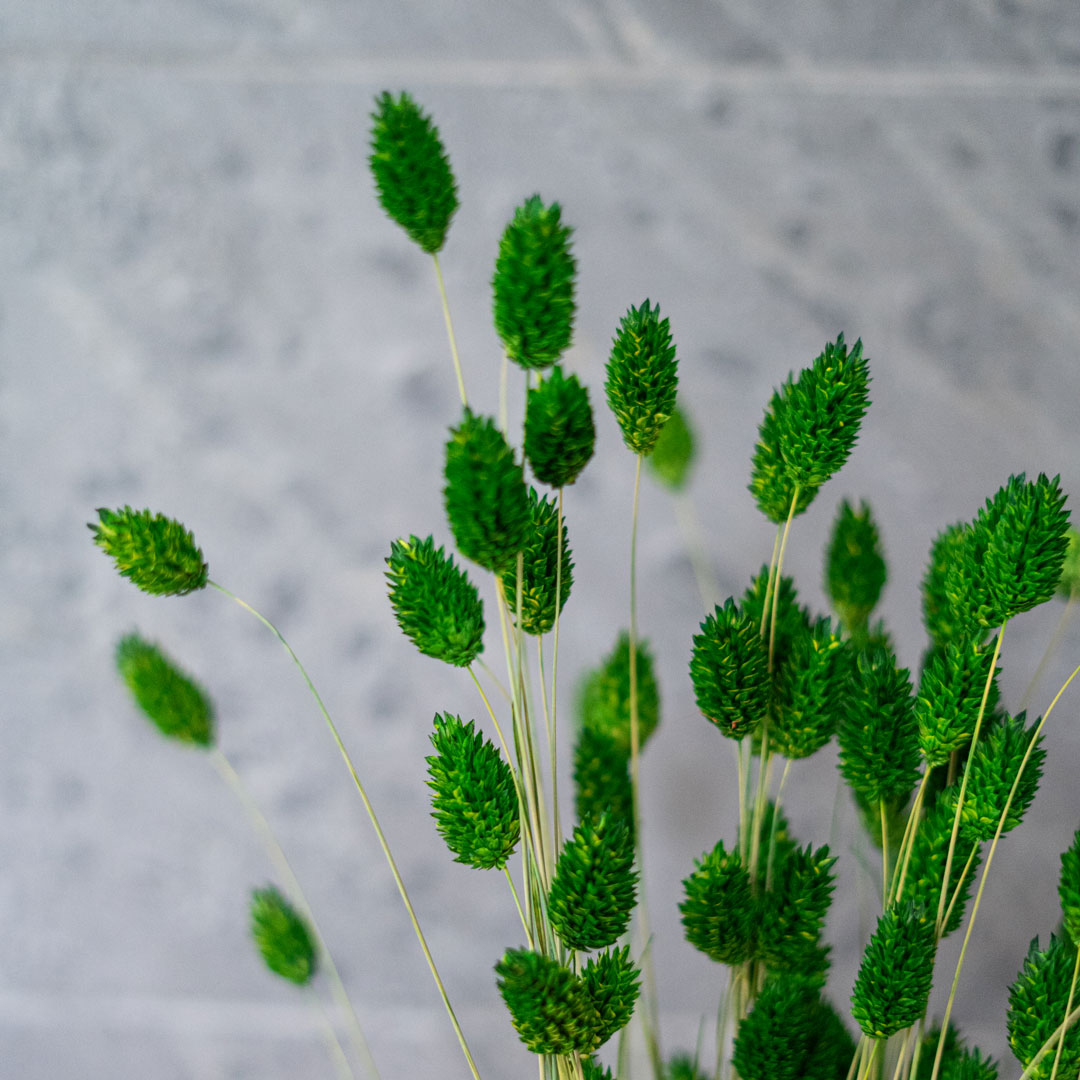 Phalaris Green Boot