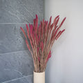 Foxtail Millet Bunch