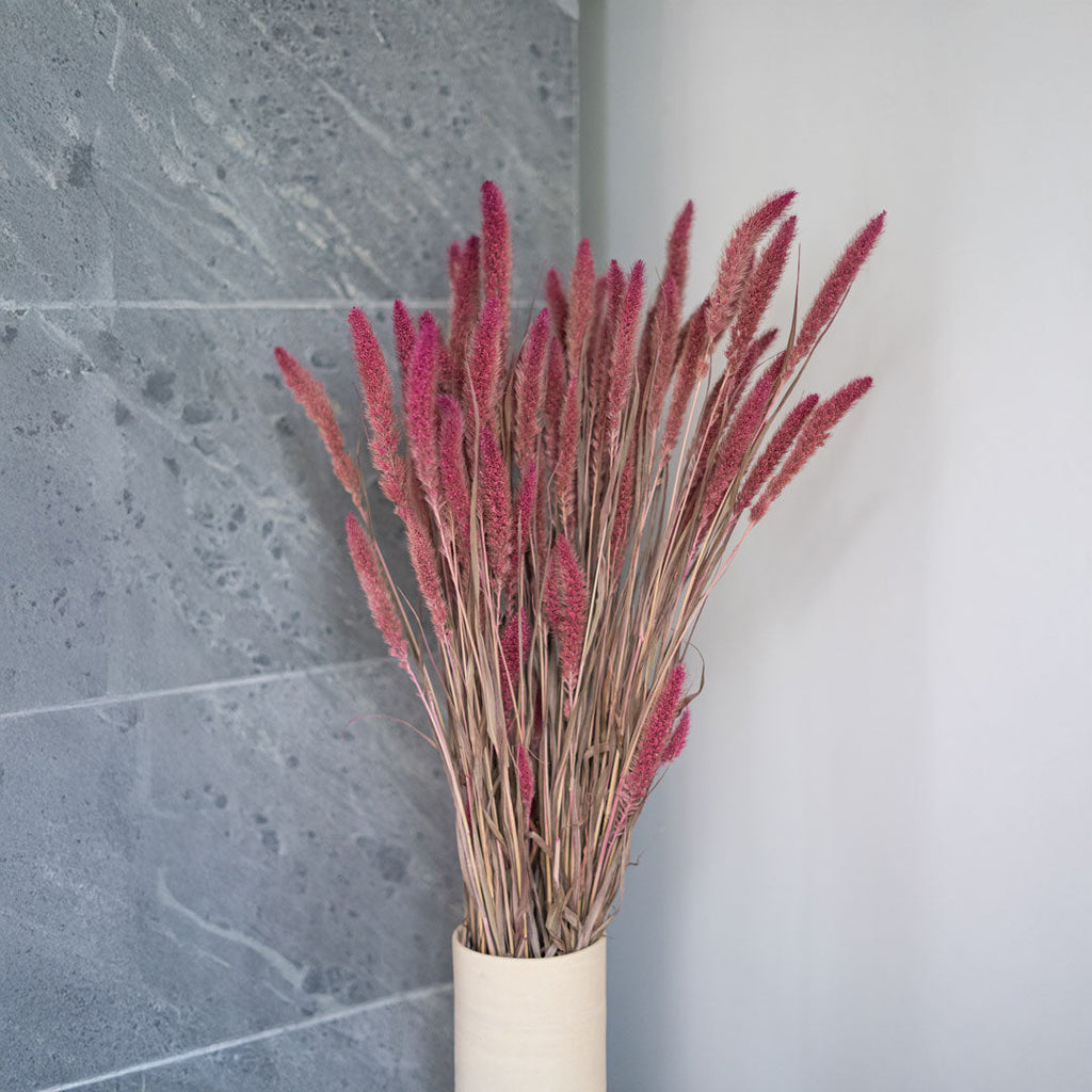 Foxtail Millet Bunch