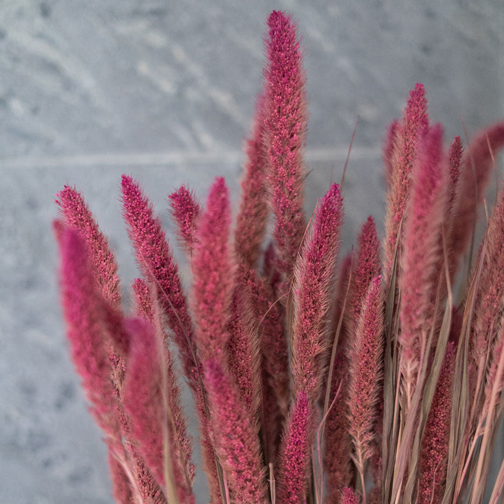 Foxtail Millet Bunch