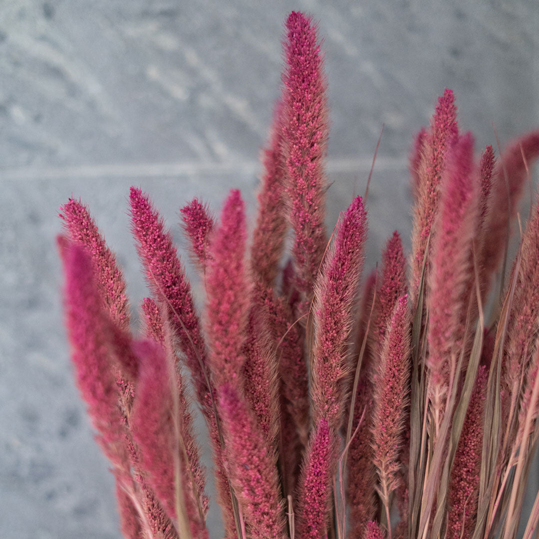Foxtail Millet Bunch