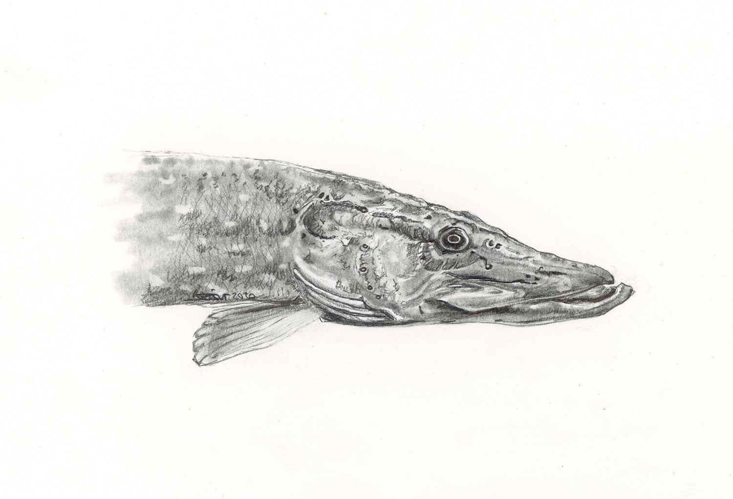 Brochet