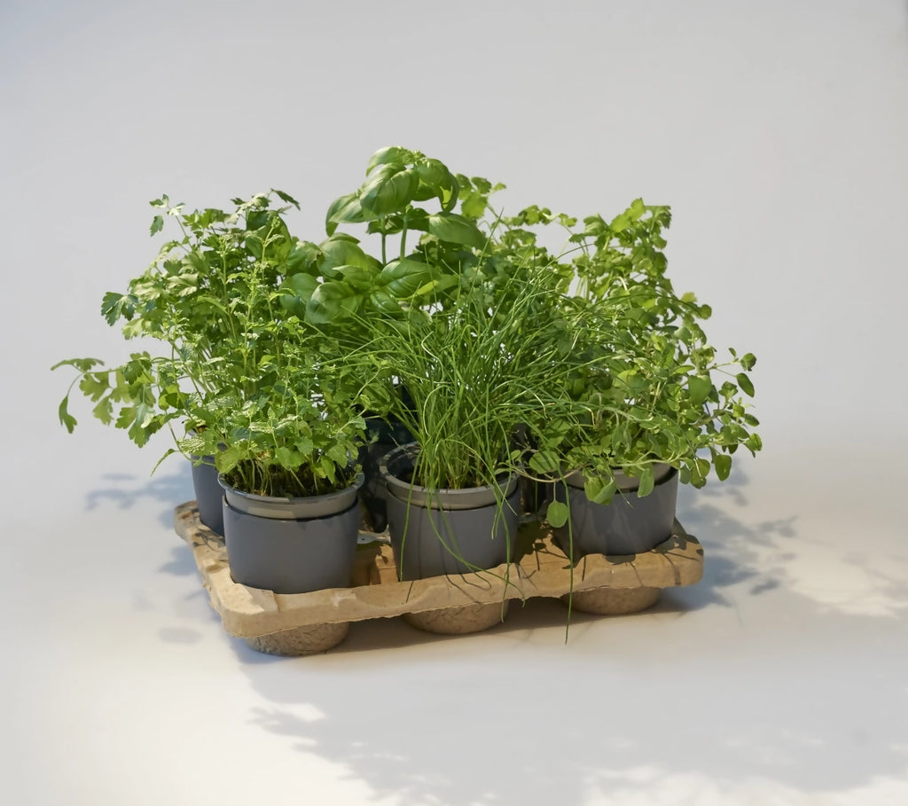 Kit potager mobile avec Aneth, Basilic, Moutarde, Persil, Coriandre, Basilic Thai