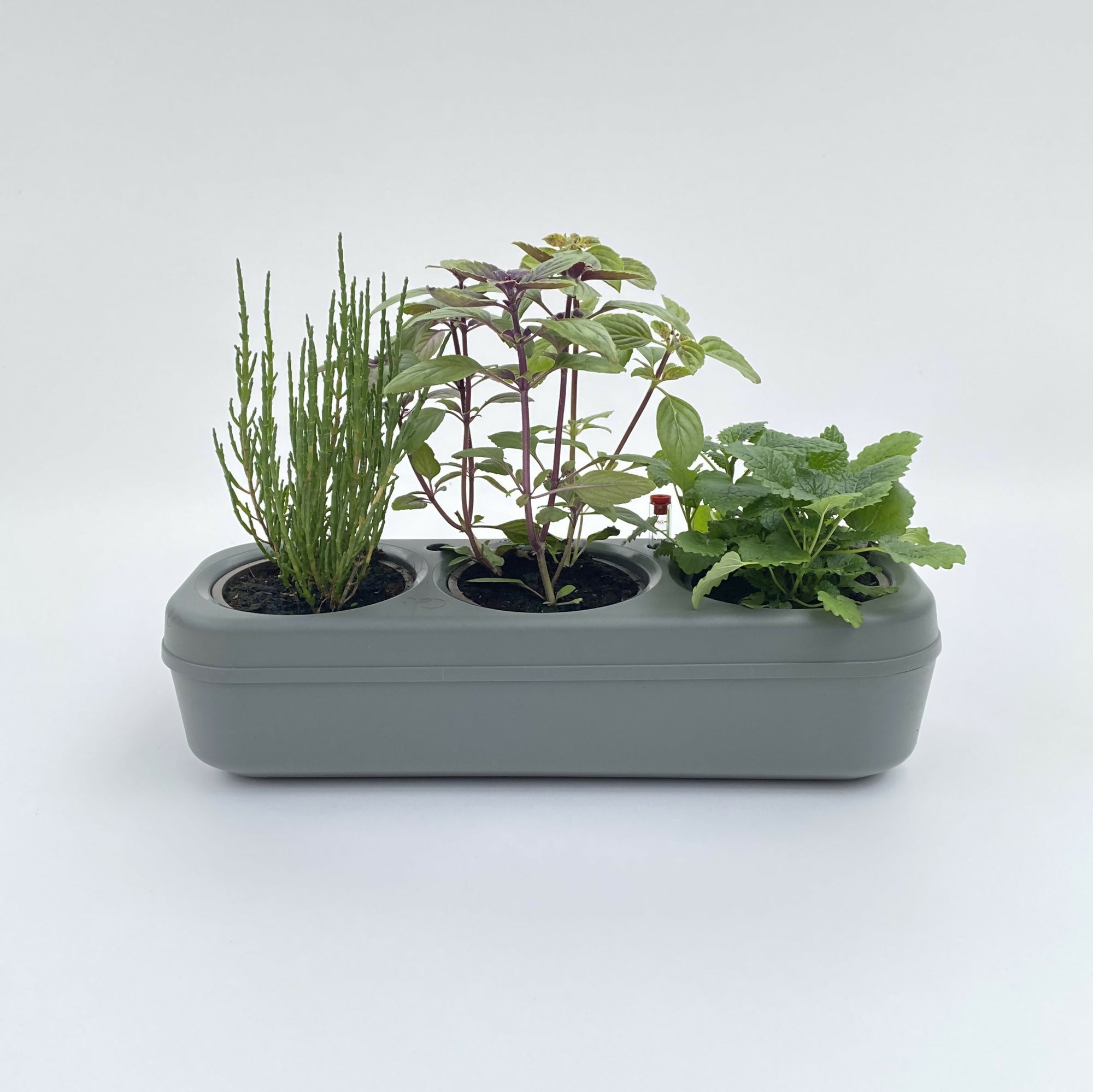 Pbox Potager Urbain Gris avec Basilic, Basilic Citron, Persil