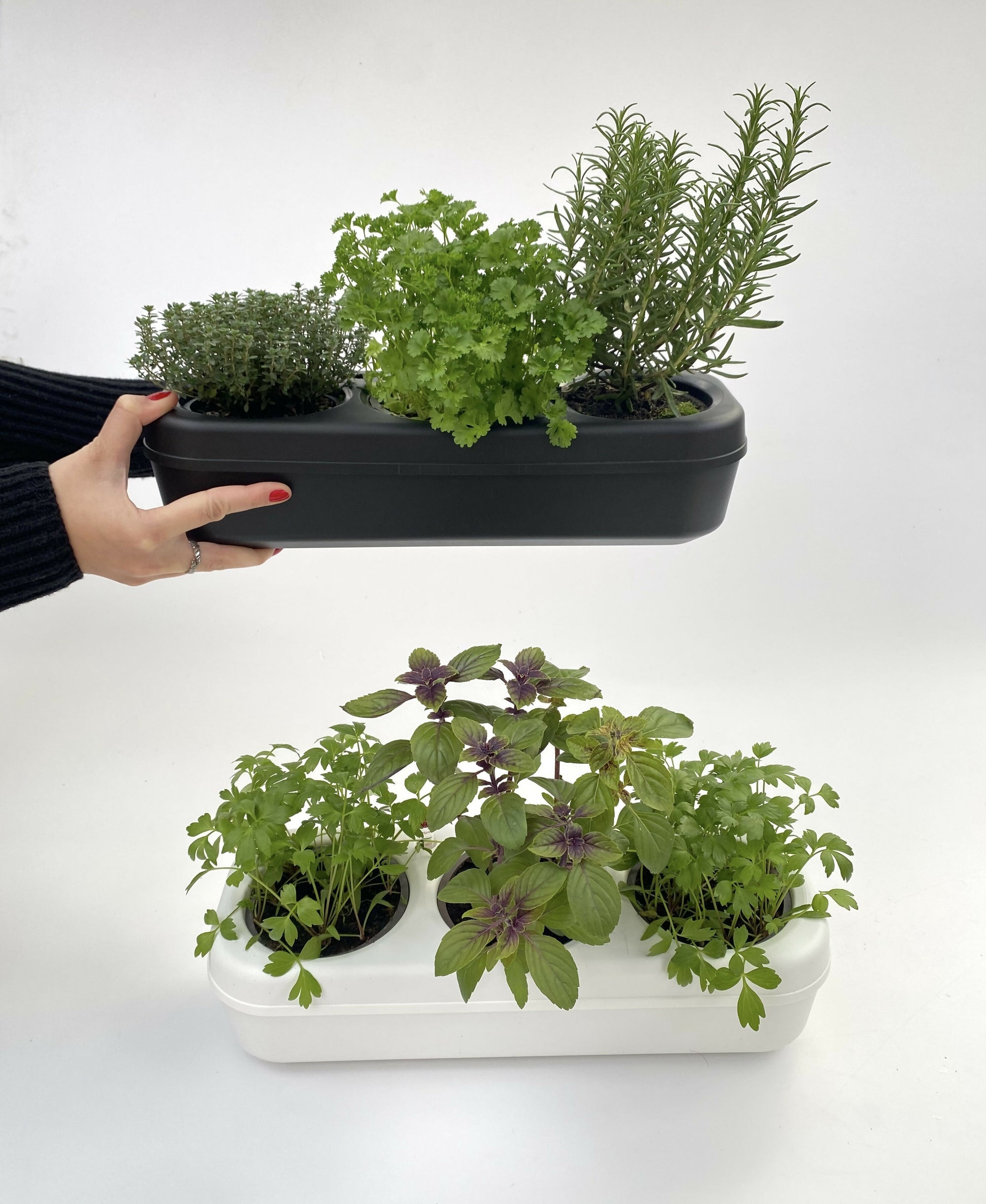 Pbox Potager Urbain Noir avec Persil, Coriandre, Basilic