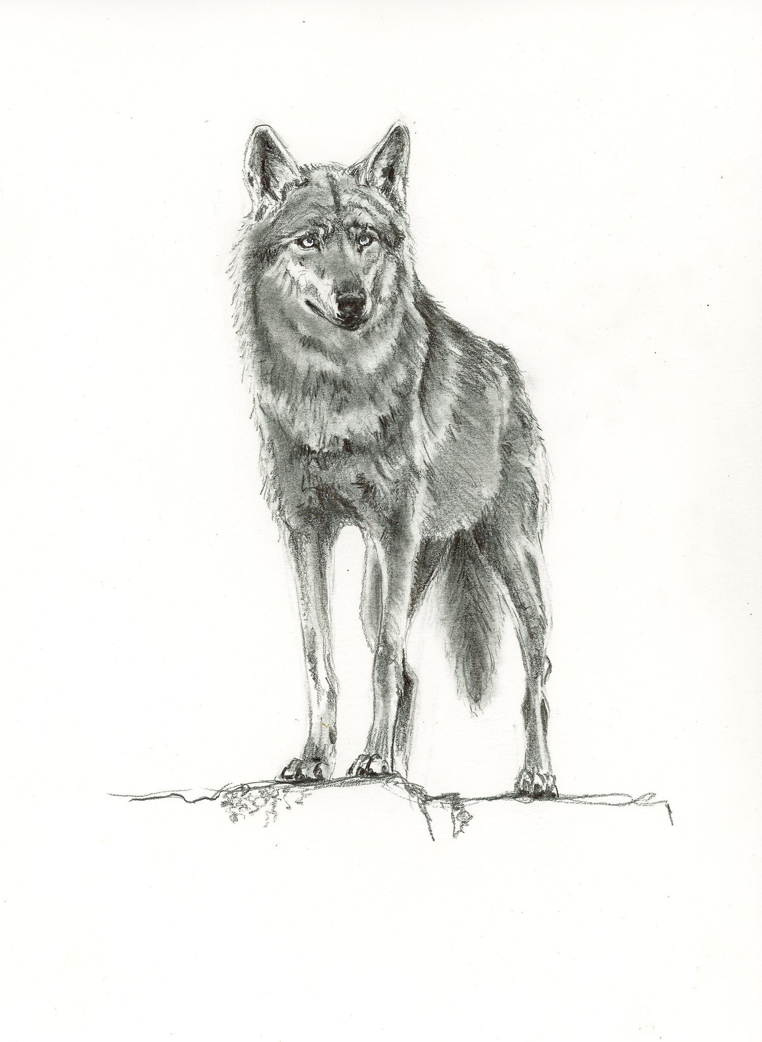 Loup