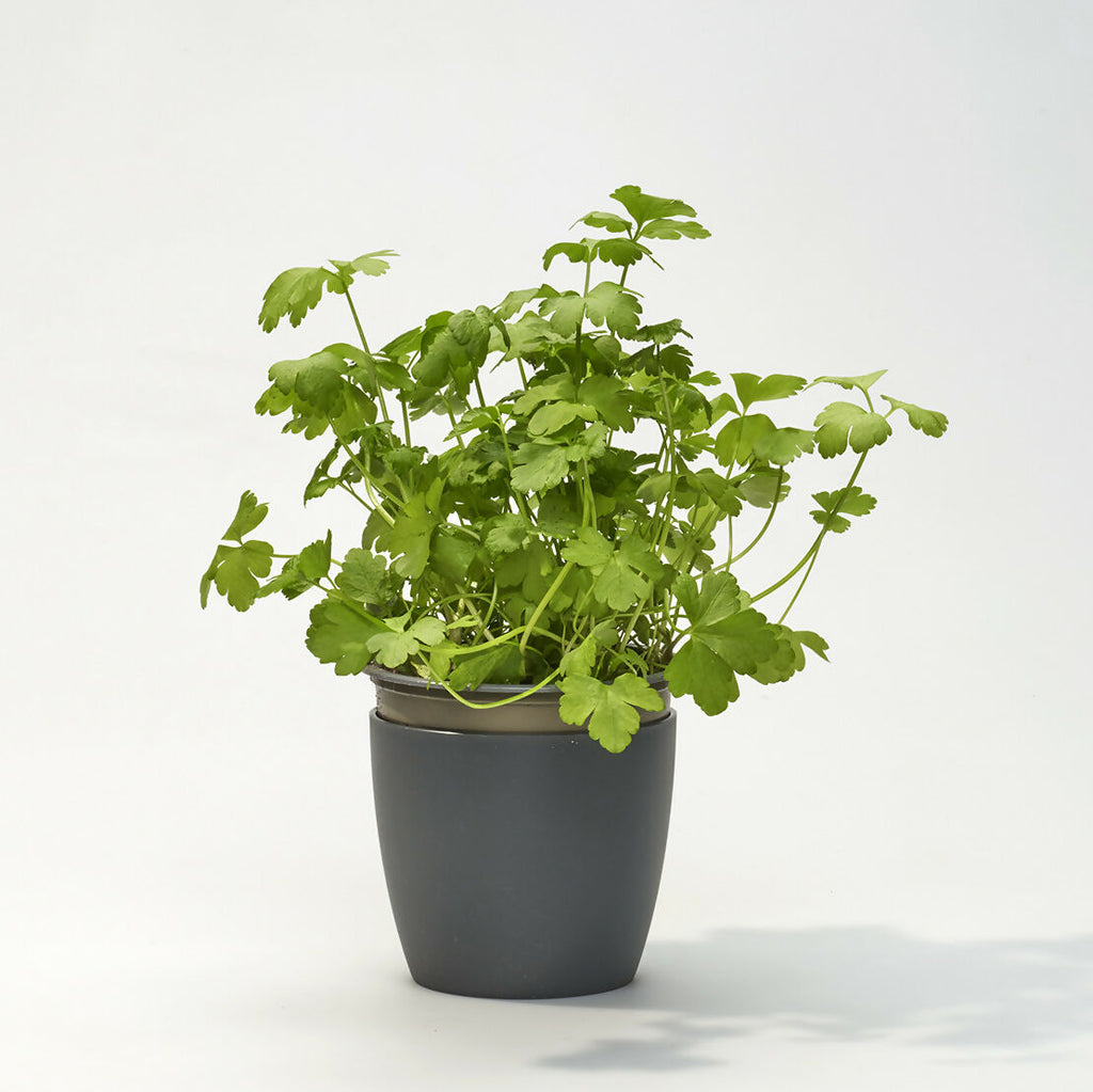 Kit potager urbain pour les Étudiant.e.s