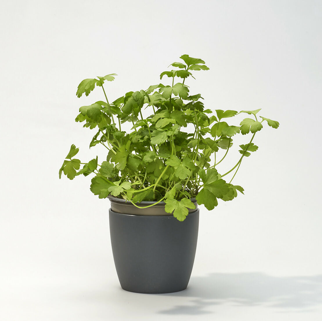 Kit potager urbain pour les Étudiant.e.s