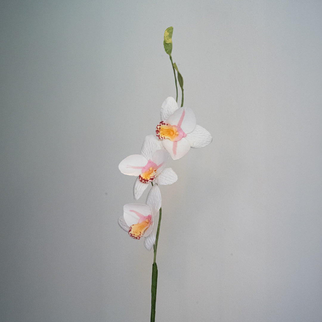 Orchidée Vanda en papier blanc