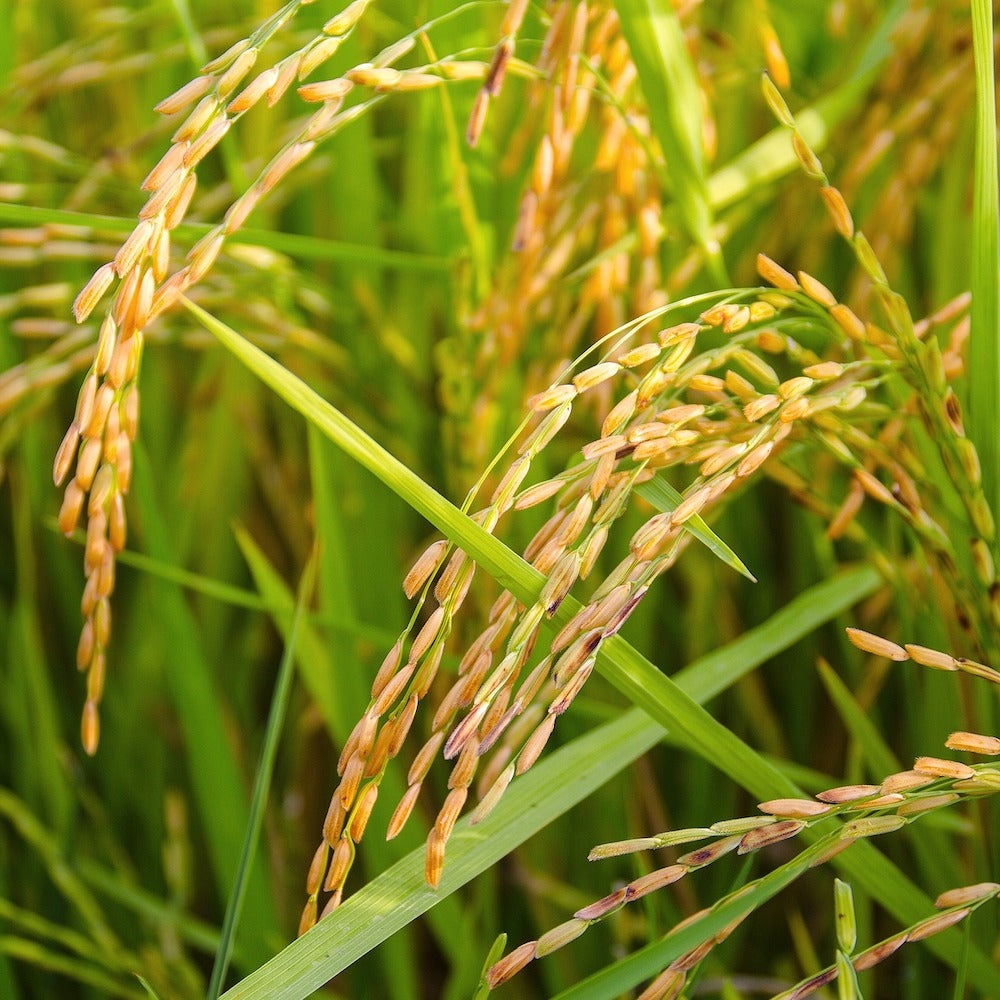 Product Image-1