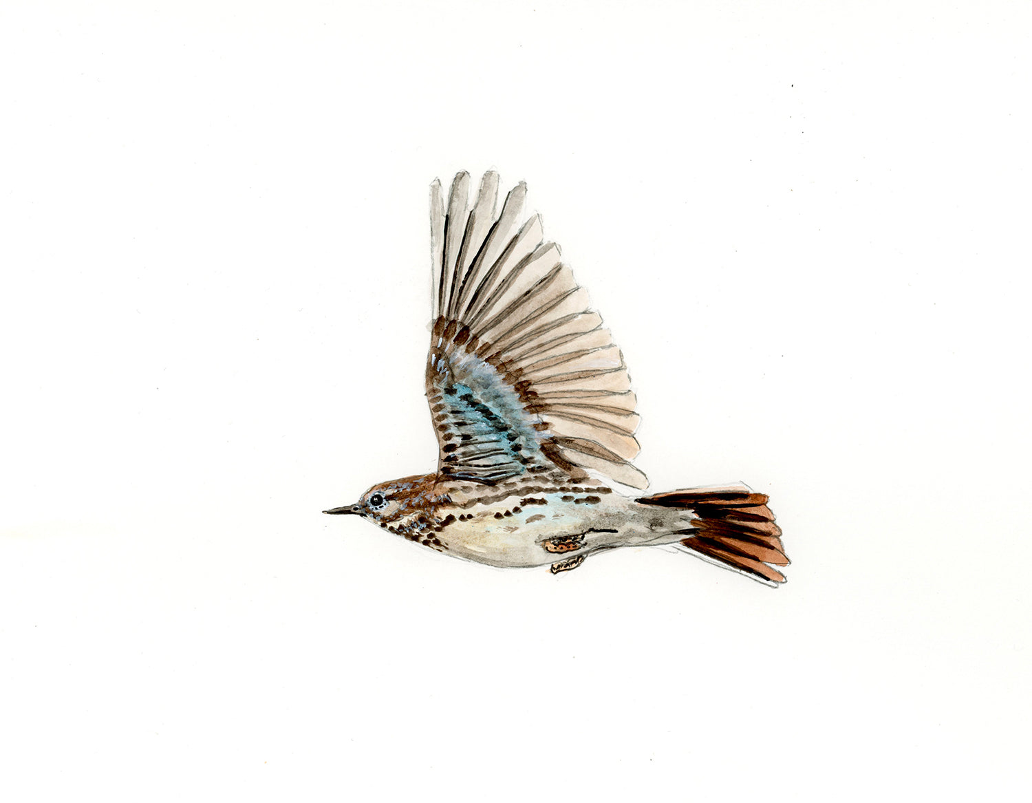Pipit farlouse