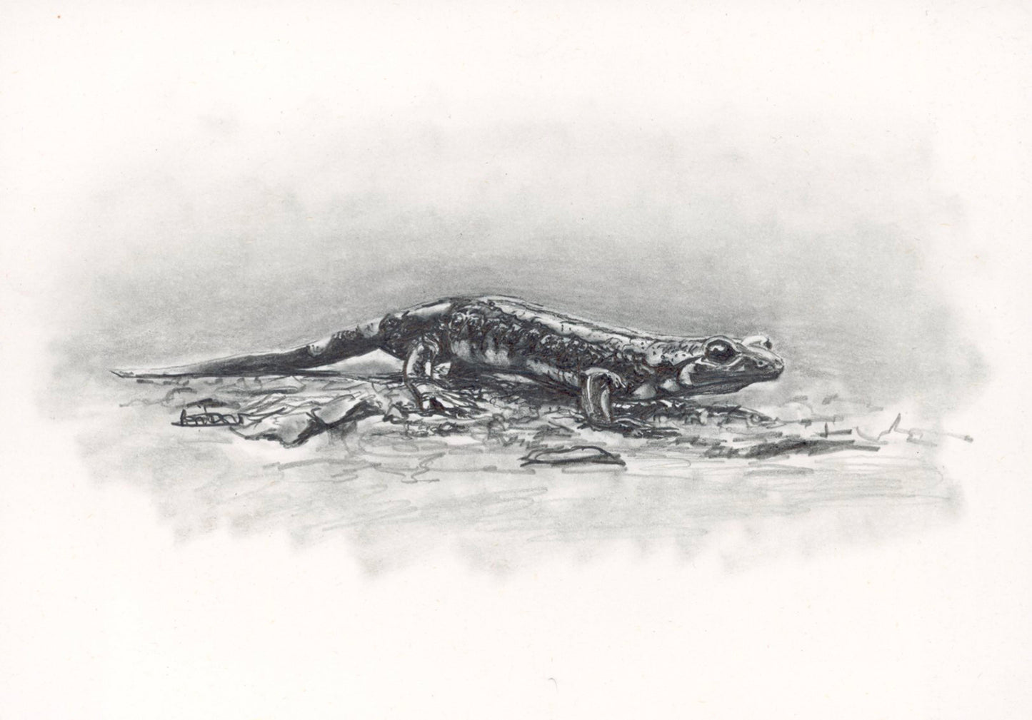 Salamandre tâchetée