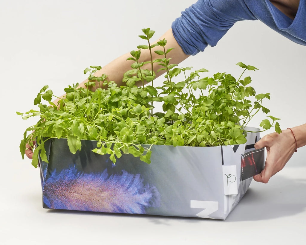 Kit potager mobile avec Aneth, Basilic, Moutarde, Persil, Coriandre, Basilic Thai