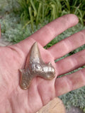 dent de requin bronze