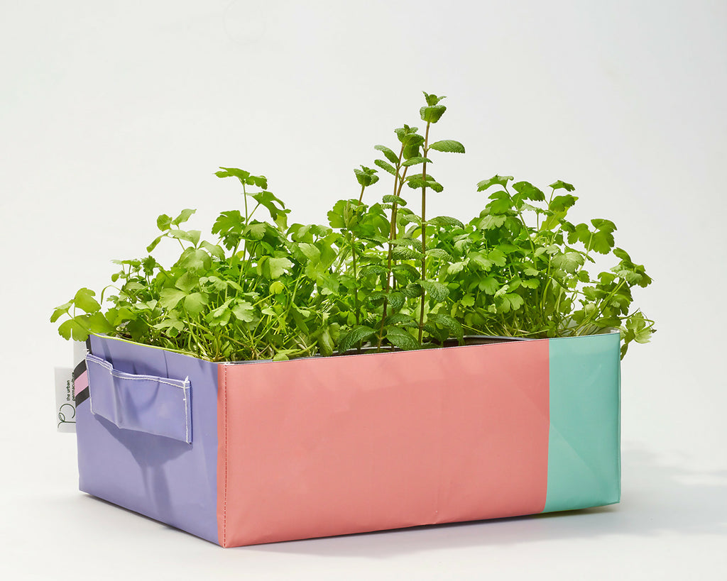 Kit potager mobile avec Aneth, Basilic, Moutarde, Persil, Coriandre, Basilic Thai