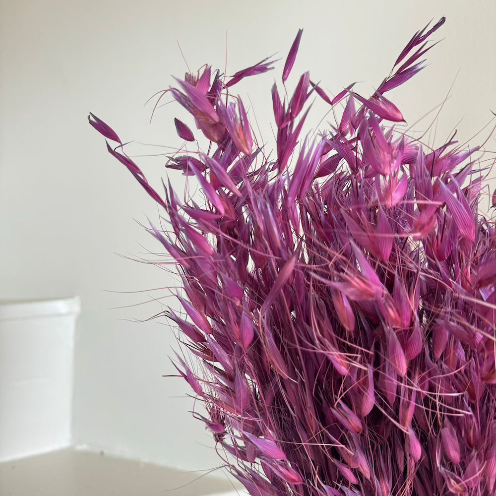 Botte Avoine Violet