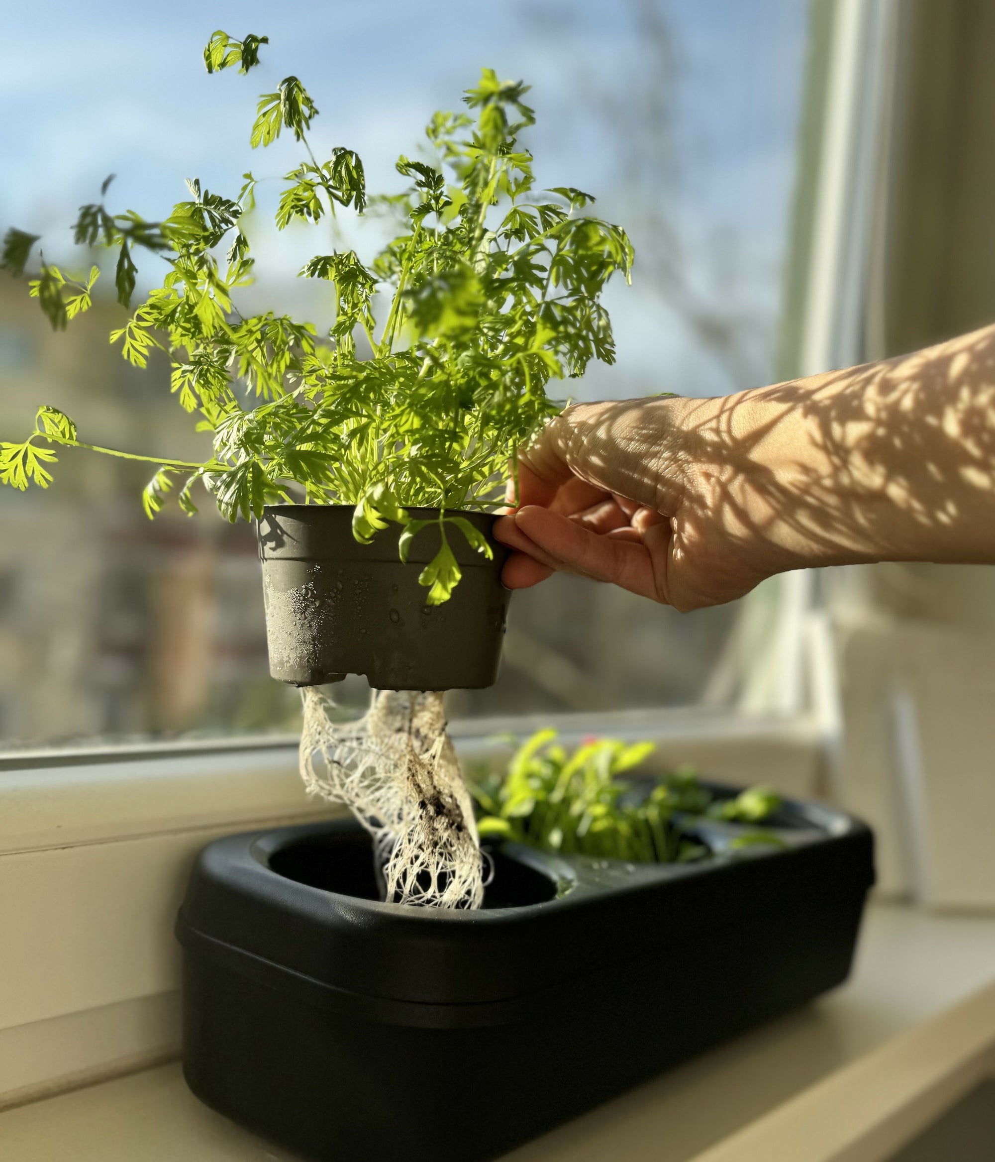 Pbox Potager Urbain Noir avec Mélange Laitues, Roquette, Persil