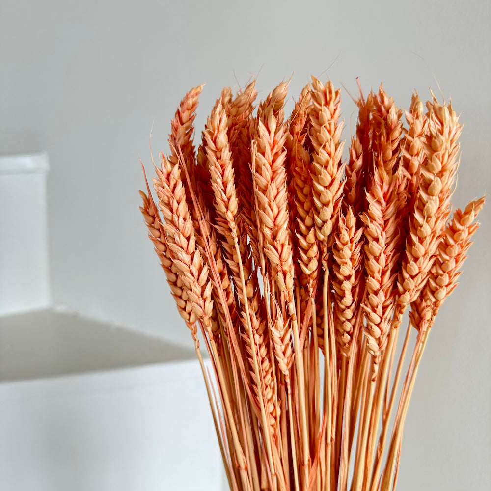 ble-seche-orange