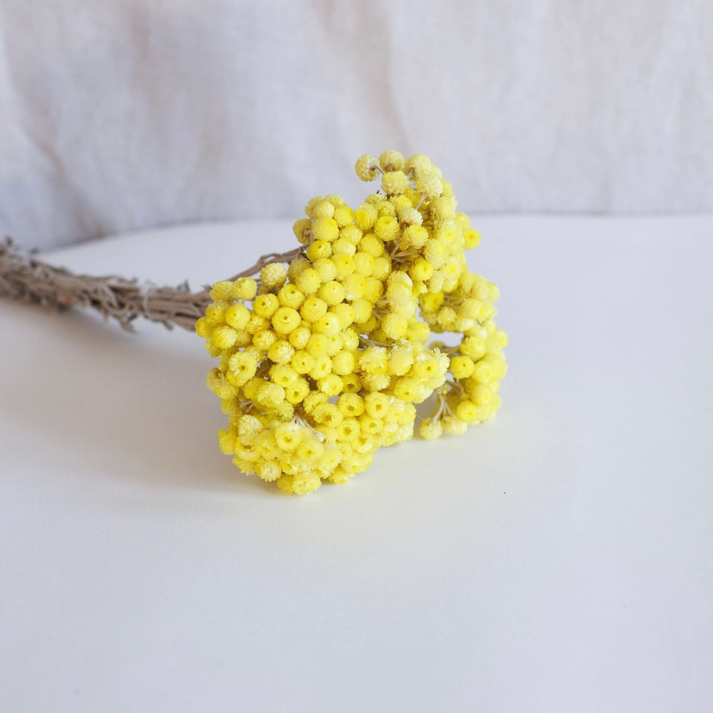 Botte immortelle jaune