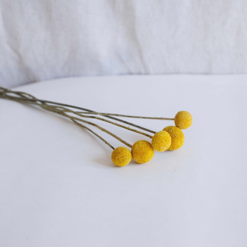 Bunch of Yellow Craspedia