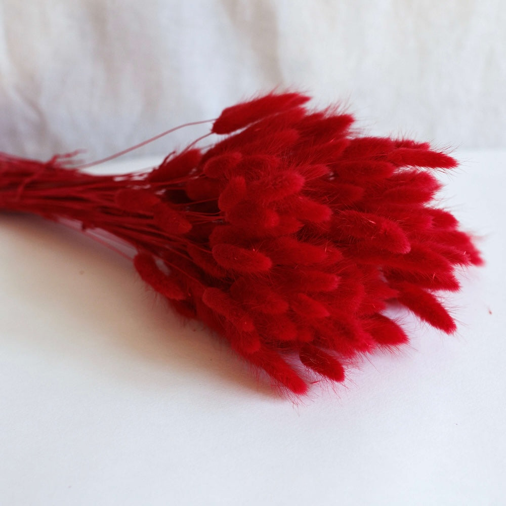 lagurus-rouge