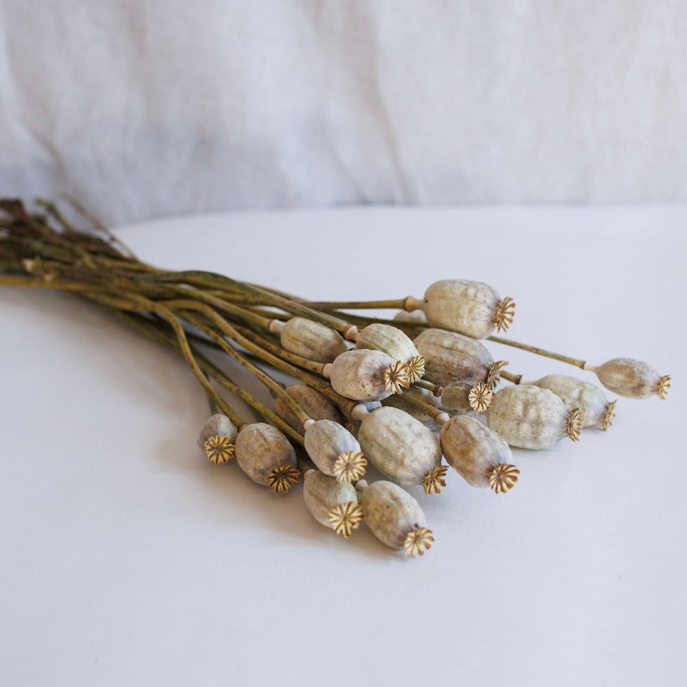 Bunch of dried poppies