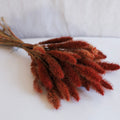 Rust Setaria boot
