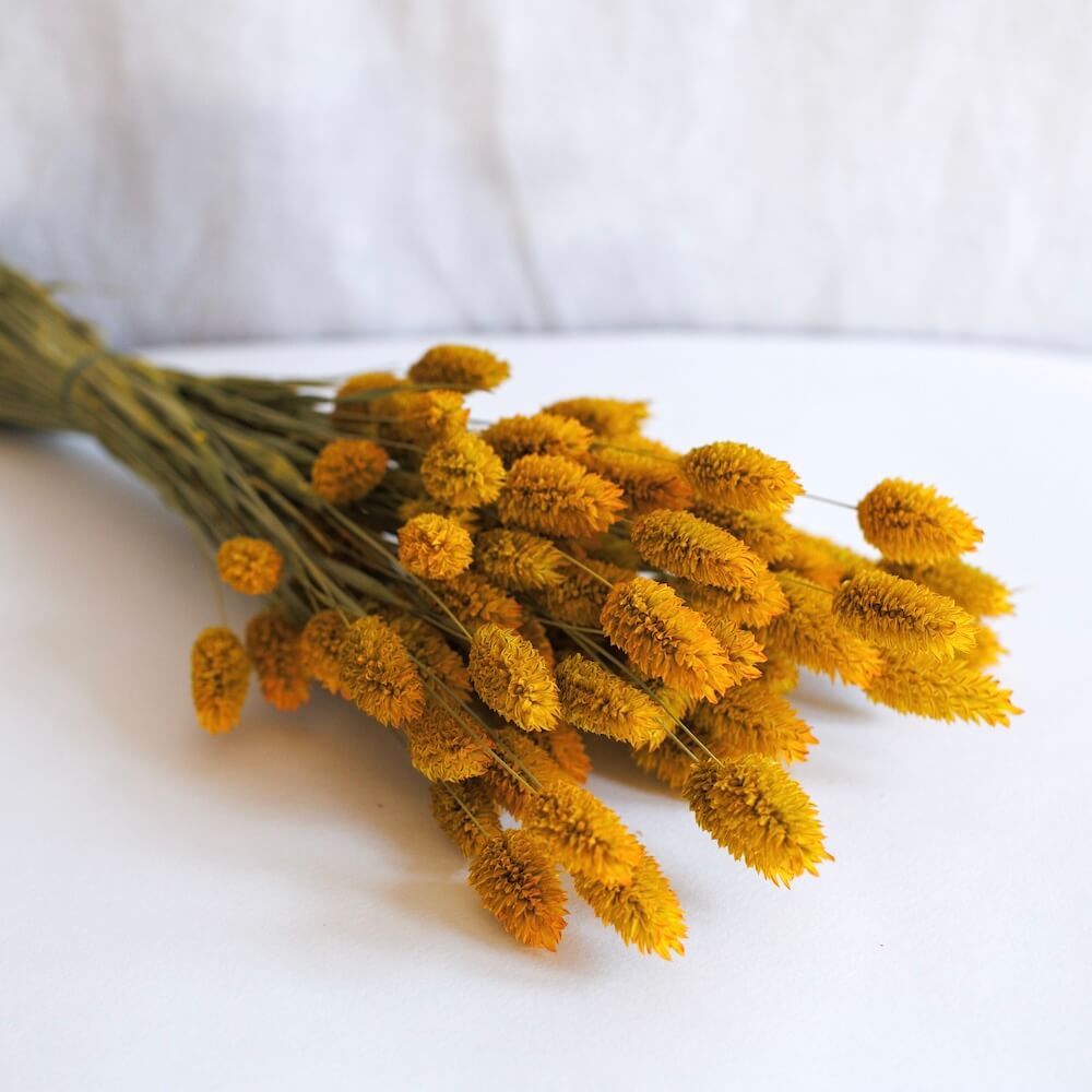Saffron Phalaris boot