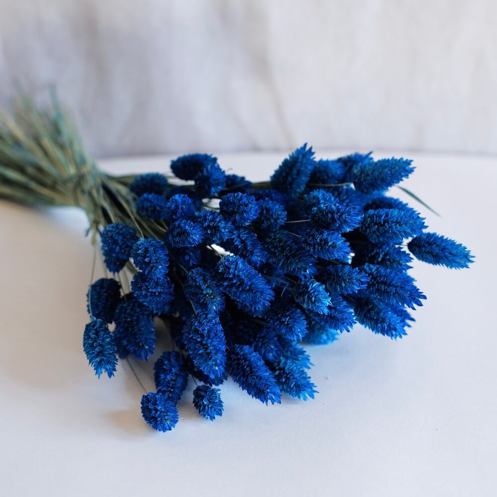 Blue Phalaris Boot