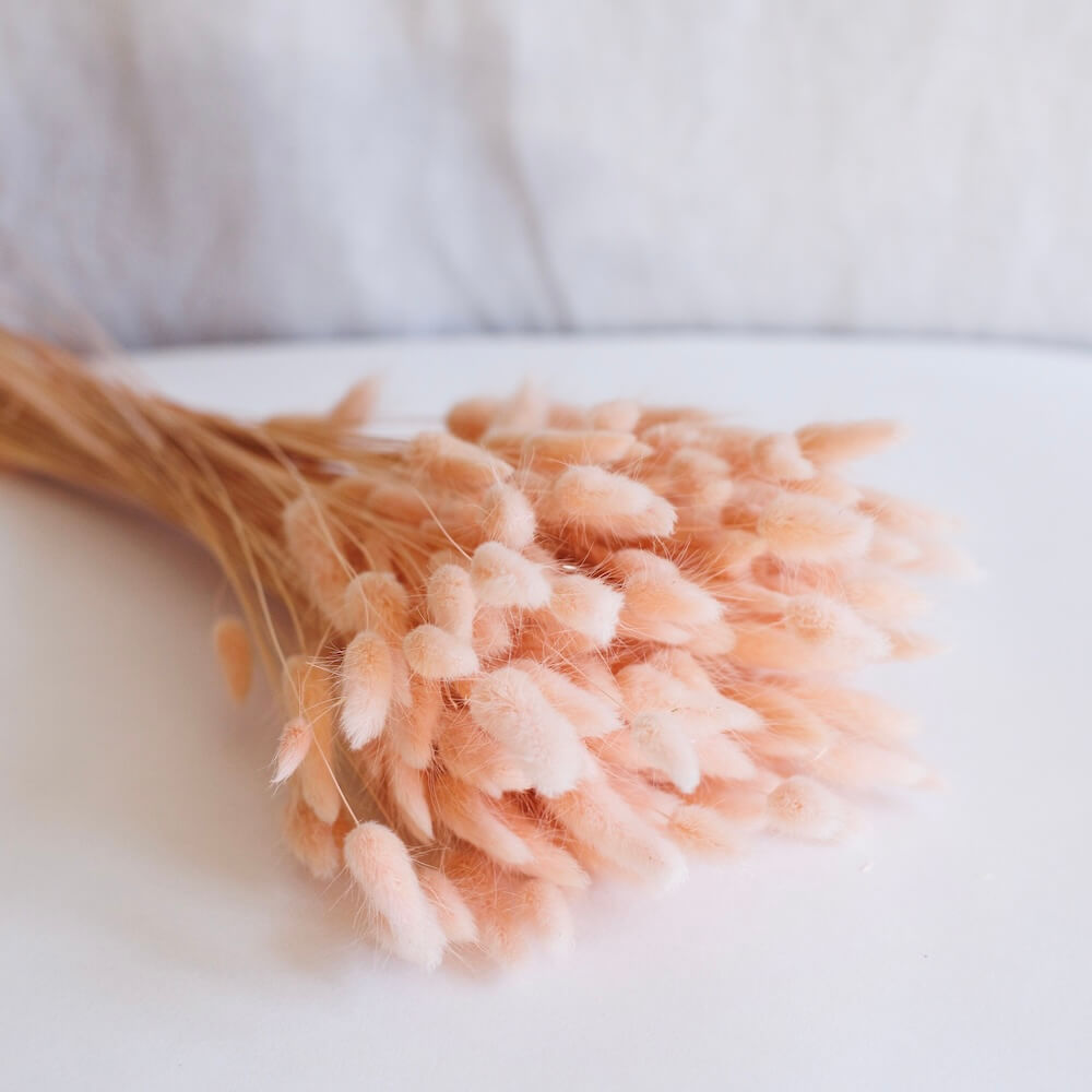 Pastel Pink Lagurus Bunch