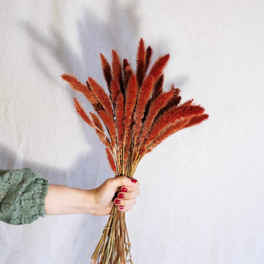 Rust Setaria boot
