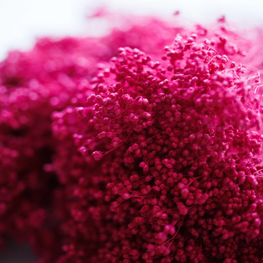 Botte Broom bloom Magenta