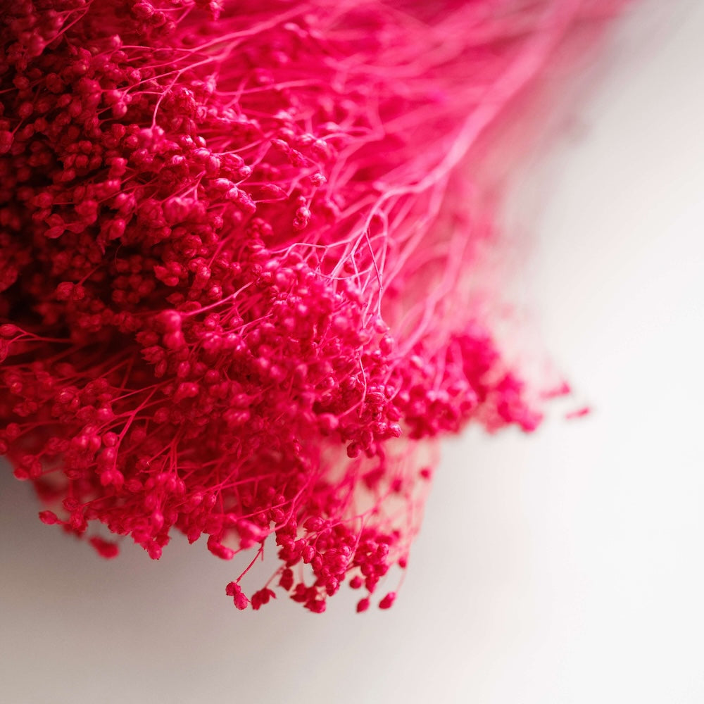 Botte Broom bloom Magenta