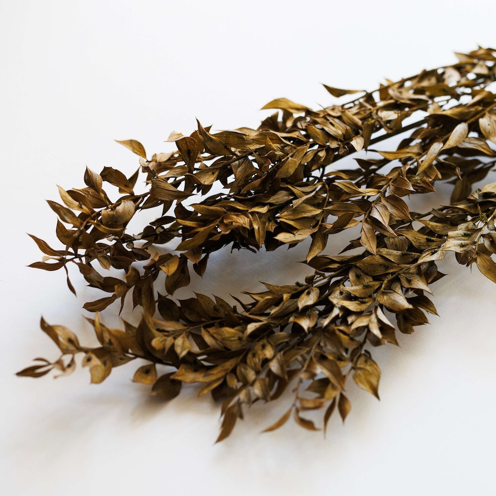ruscus-vert