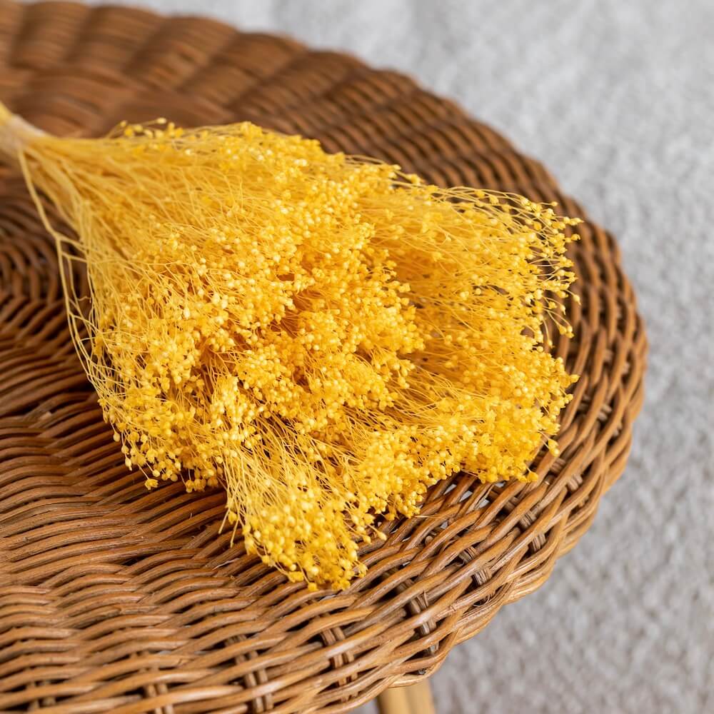 bottes-fleurs-sechees-flowrette-coloree-broom-bloom-jaune-vif