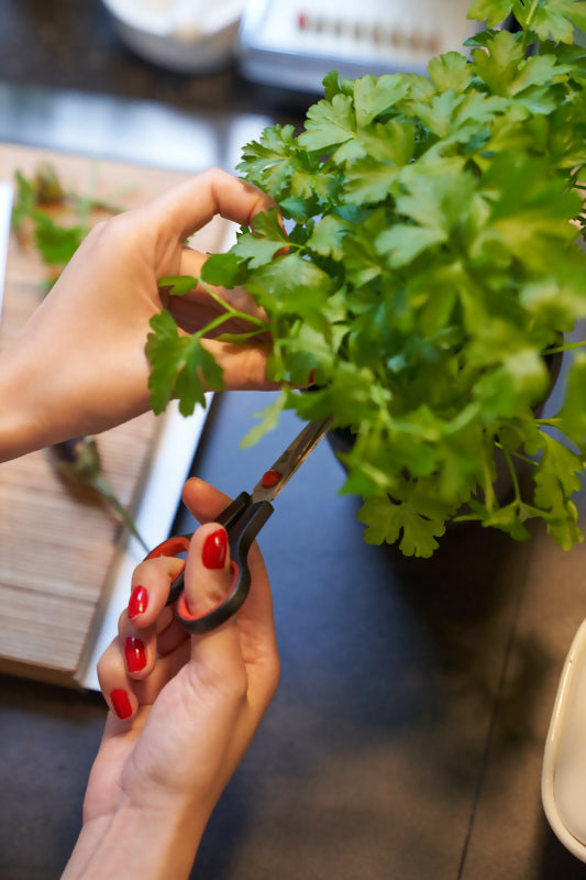 Mon premier potager - Kit de culture pour enfants