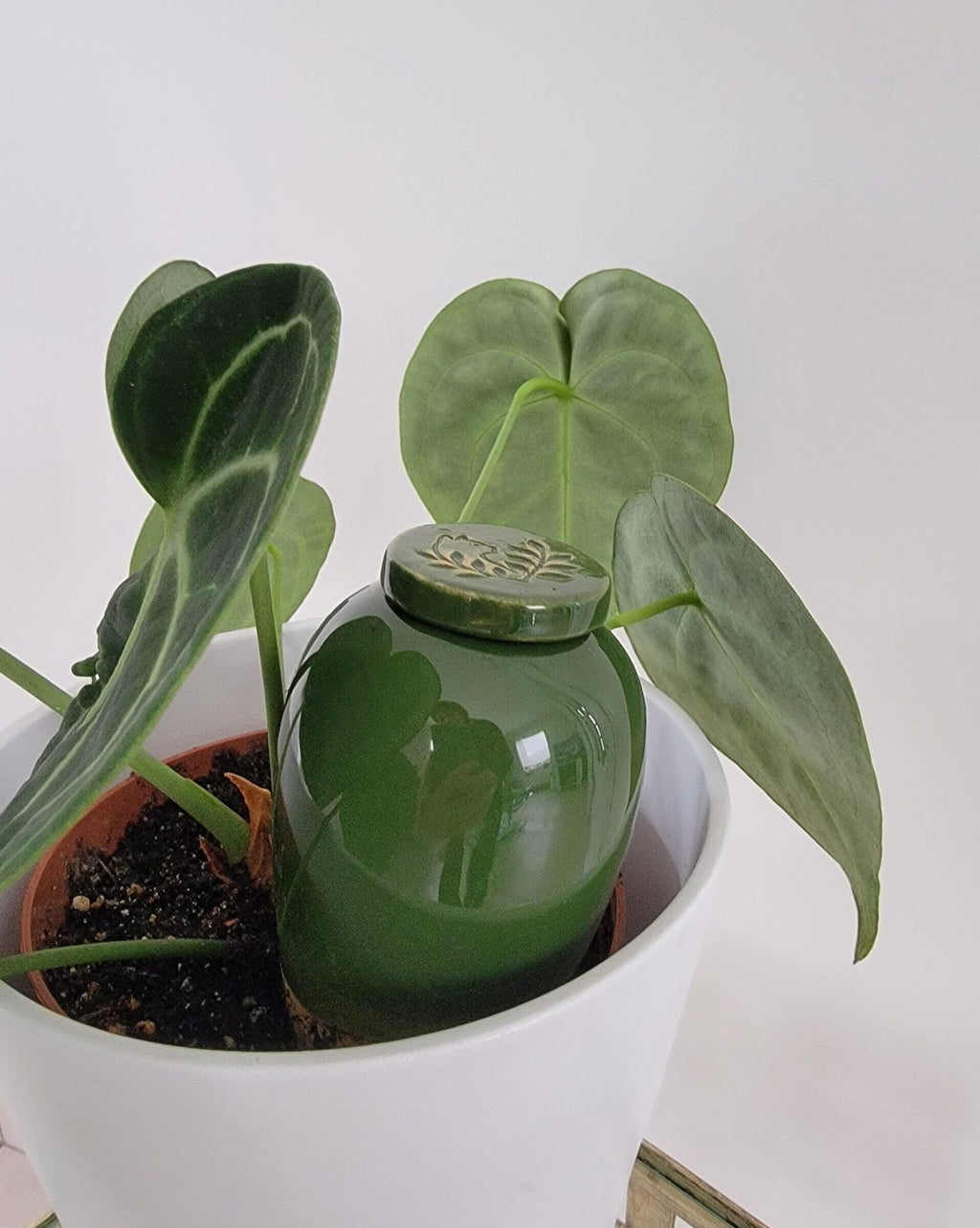 Product Image-4