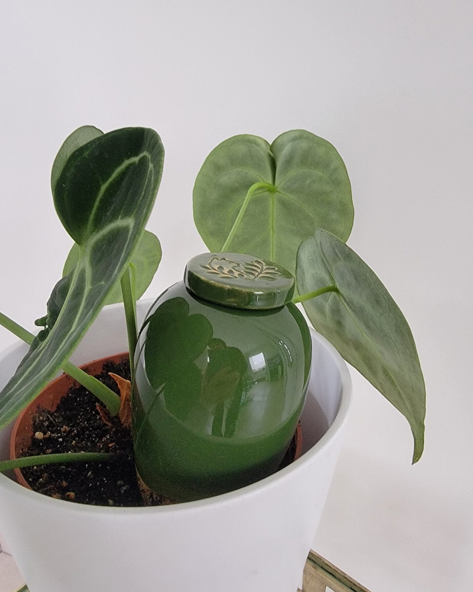 Product Image-4