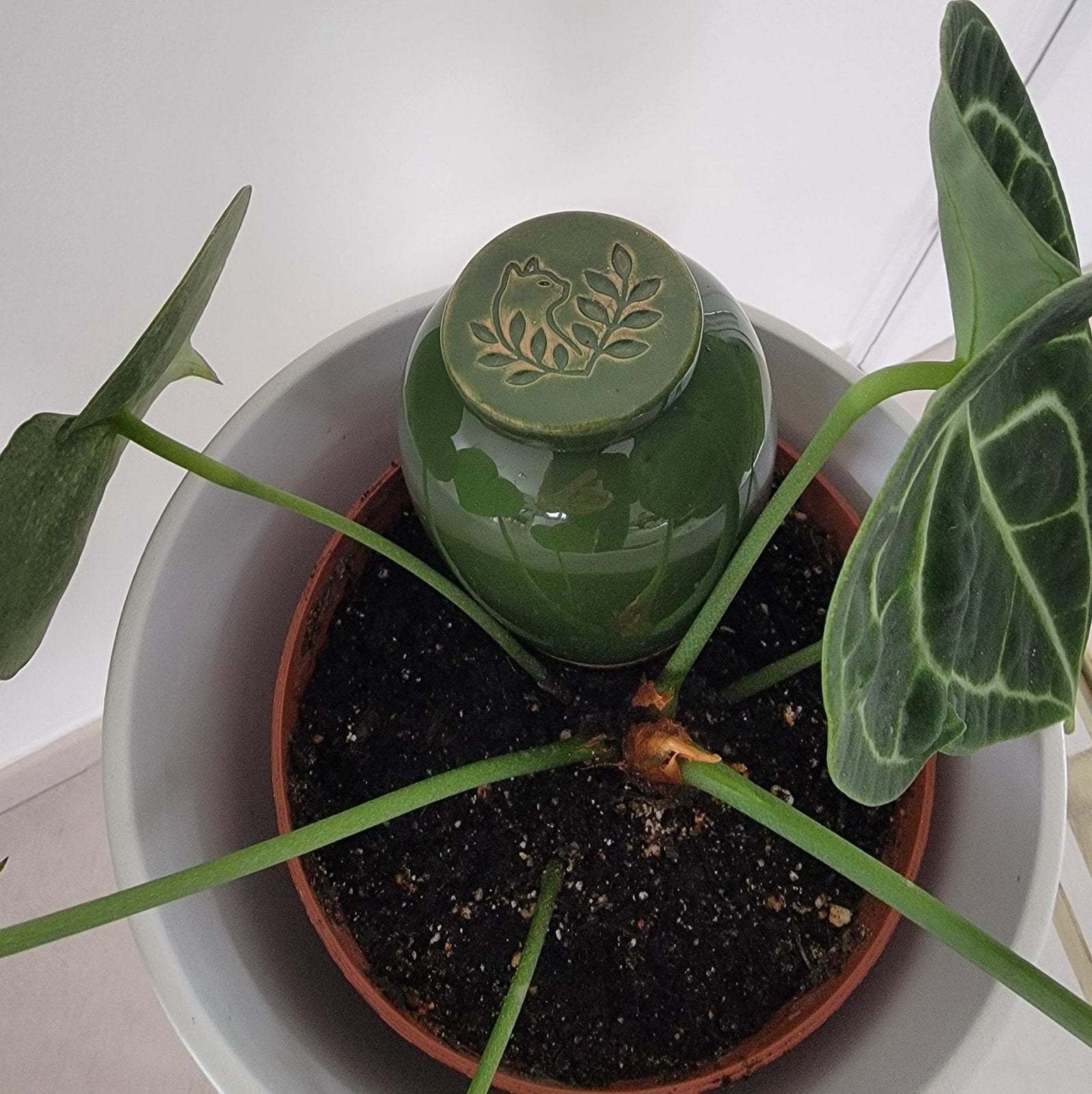 Product Image-6